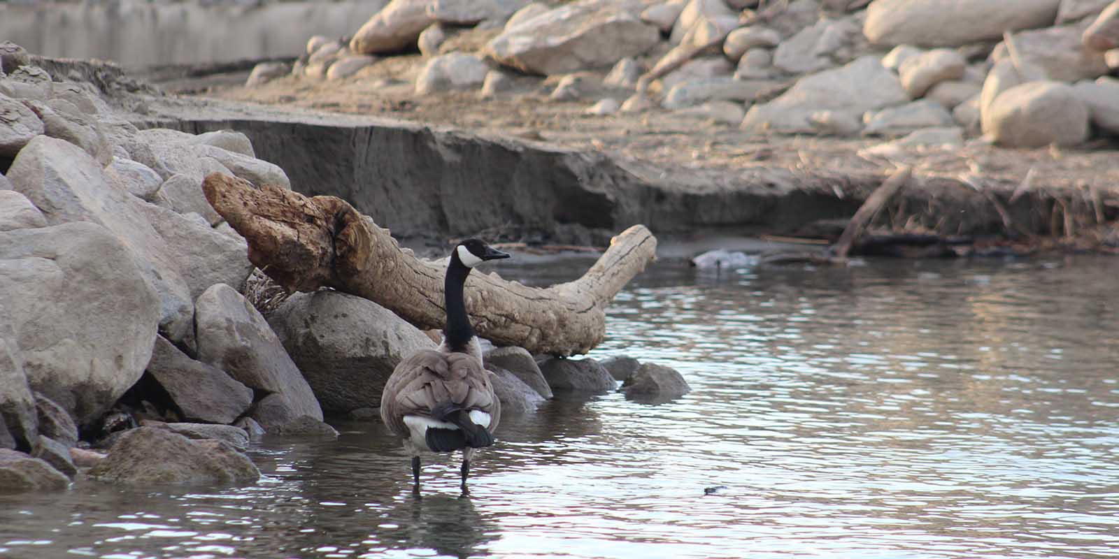 Canada Goose Standing in River